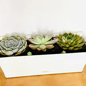 Centro Con Solarium Apartamento